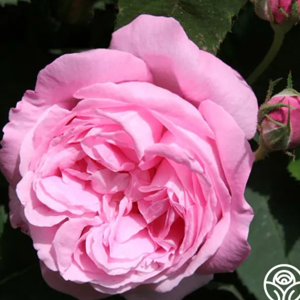 Heirloom Roses Honorine de Brabant New