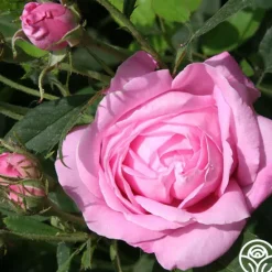 Heirloom Roses Honorine de Brabant New