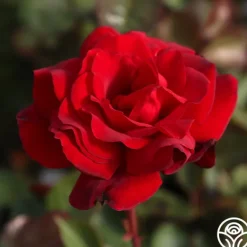 Heirloom Roses Hope For Humanity Sale