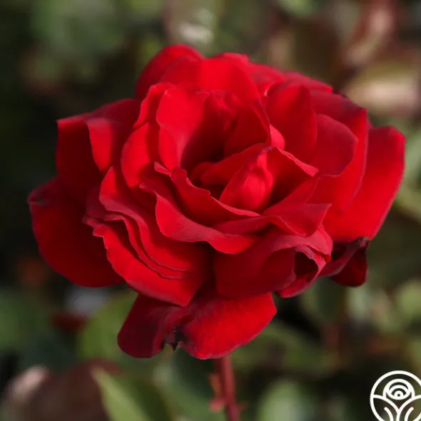 Heirloom Roses Hope For Humanity Sale