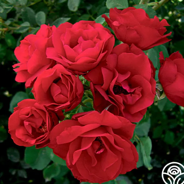 Heirloom Roses Hope For Humanity Sale