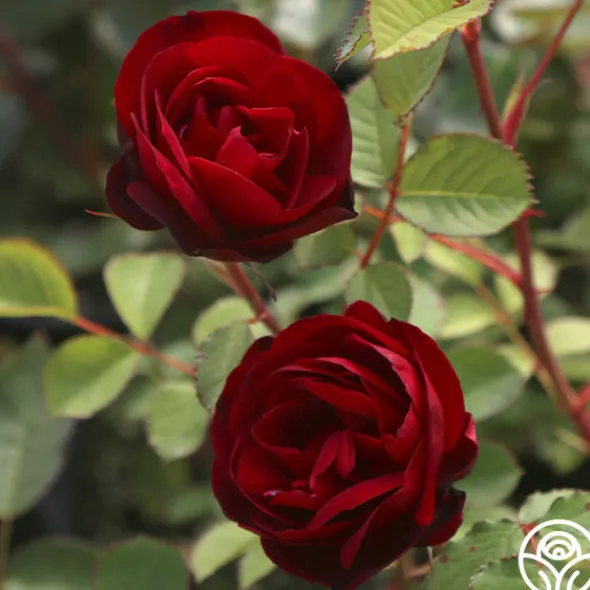 Heirloom Roses Hope For Humanity Sale