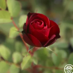 Heirloom Roses Hope For Humanity Sale