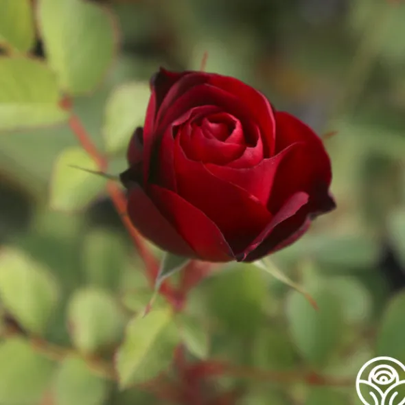 Heirloom Roses Hope For Humanity Sale