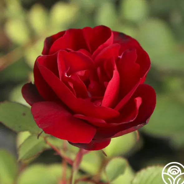 Heirloom Roses Hope For Humanity Sale