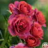 Heirloom Roses Hot Cocoa™ Outlet