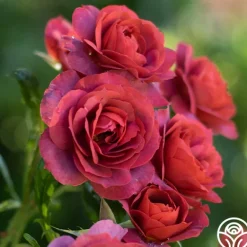 Heirloom Roses Hot Cocoa™ Outlet