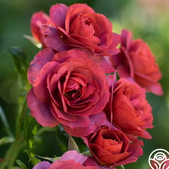 Heirloom Roses Hot Cocoa™ Outlet