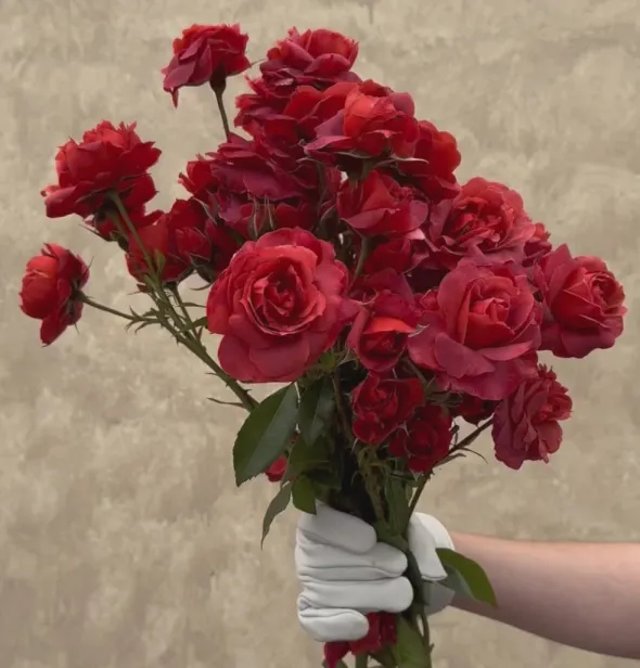 Heirloom Roses Hot Cocoa™ Outlet