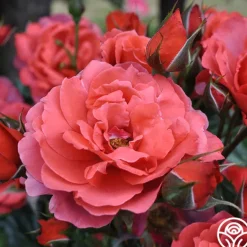 Heirloom Roses Hot Cocoa™ Outlet