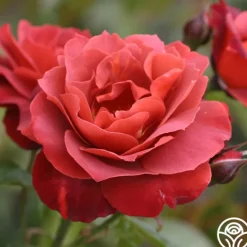Heirloom Roses Hot Cocoa™ Outlet
