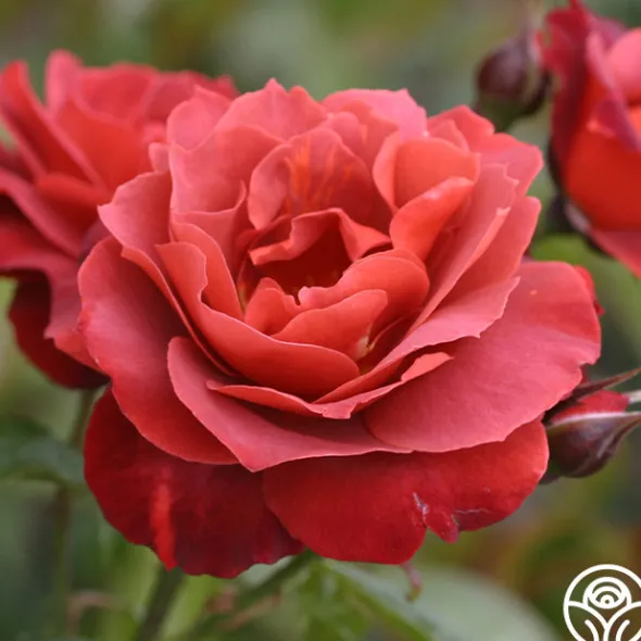 Heirloom Roses Hot Cocoa™ Outlet