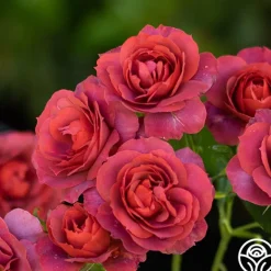 Heirloom Roses Hot Cocoa™ Outlet