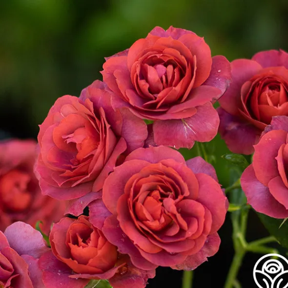 Heirloom Roses Hot Cocoa™ Outlet