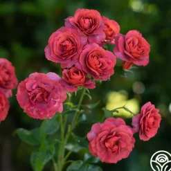Heirloom Roses Hot Cocoa™ Outlet