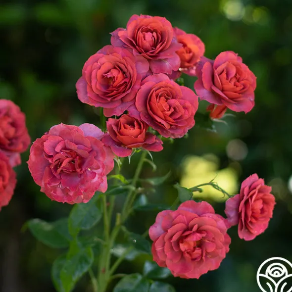Heirloom Roses Hot Cocoa™ Outlet