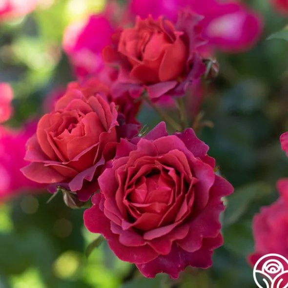 Heirloom Roses Hot Cocoa™ Outlet