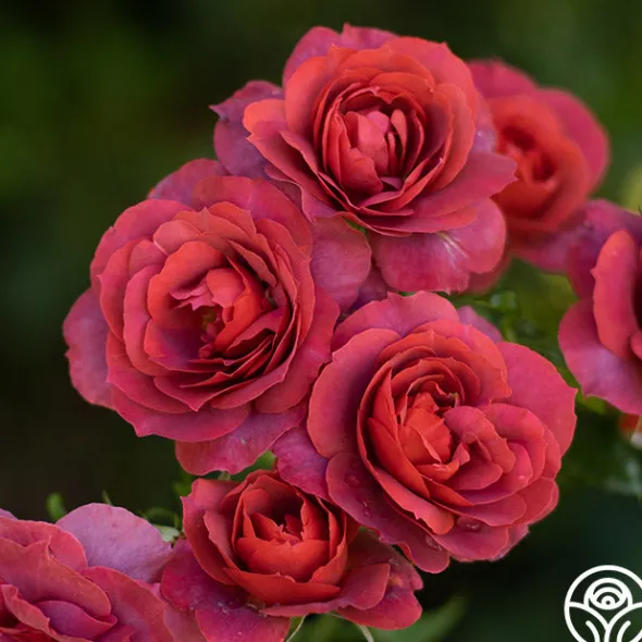 Heirloom Roses Hot Cocoa™ Outlet
