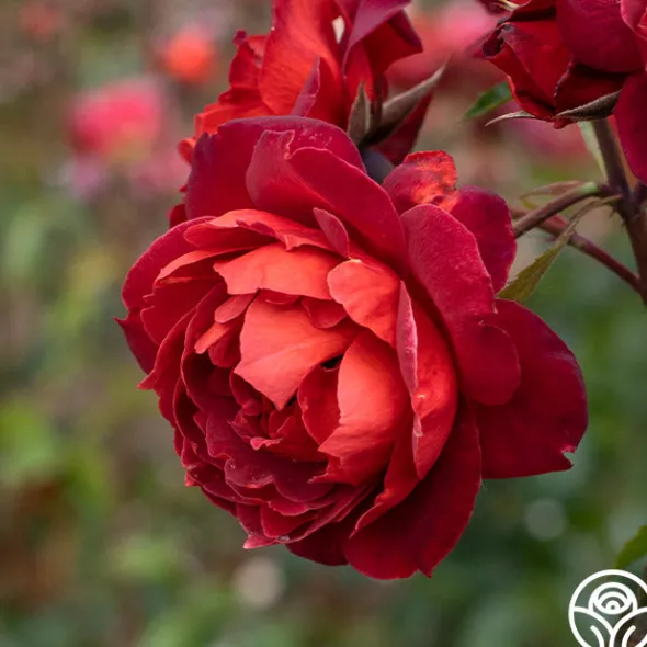 Heirloom Roses Hot Cocoa™ Outlet