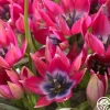Heirloom Roses Humilis Little Beauty Best