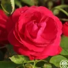 Heirloom Roses Hunter Hot