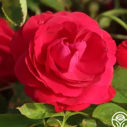 Heirloom Roses Hunter Hot