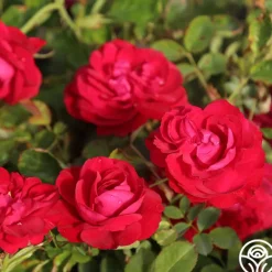 Heirloom Roses Hunter Hot