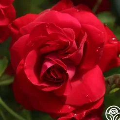 Heirloom Roses Hunter Hot