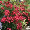 Heirloom Roses Hydrangealicious® Outlet