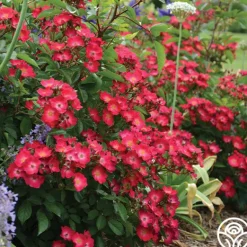 Heirloom Roses Hydrangealicious® Outlet