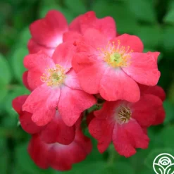 Heirloom Roses Hydrangealicious® Outlet