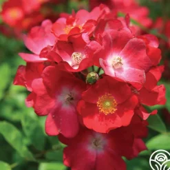 Heirloom Roses Hydrangealicious® Outlet