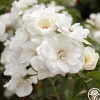 Heirloom Roses Iceberg® Online