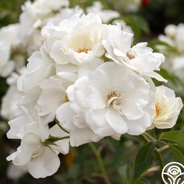 Heirloom Roses Iceberg® Online