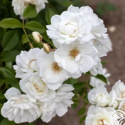 Heirloom Roses Iceberg® Online