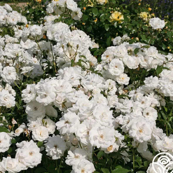Heirloom Roses Iceberg® Online