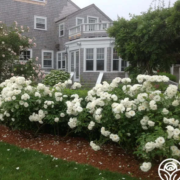 Heirloom Roses Iceberg® Online