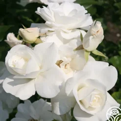 Heirloom Roses Iceberg® Online