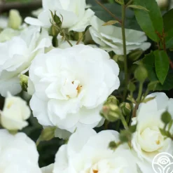 Heirloom Roses Iceberg® Online