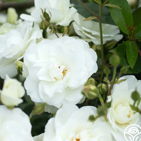 Heirloom Roses Iceberg® Online