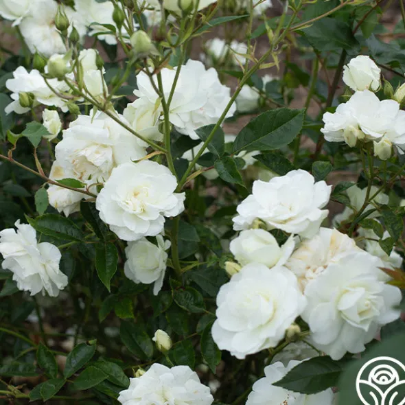 Heirloom Roses Iceberg® Online