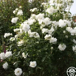 Heirloom Roses Iceberg® Online