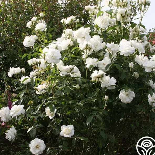 Heirloom Roses Iceberg® Online