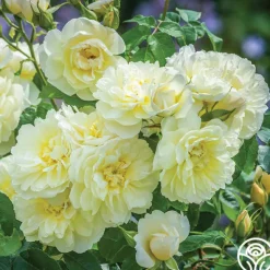 Heirloom Roses Imogen