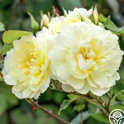 Heirloom Roses Imogen
