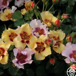 Heirloom Roses In Your Eyes™ Best