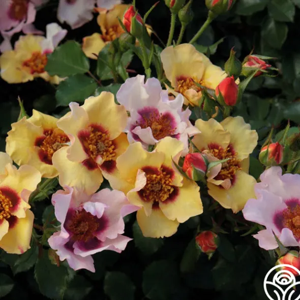 Heirloom Roses In Your Eyes™ Best