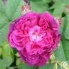 Heirloom Roses Indigo Discount