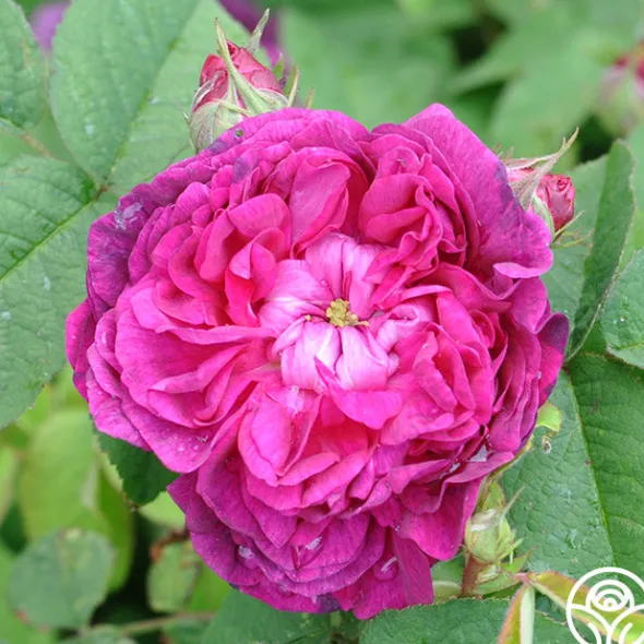 Heirloom Roses Indigo Discount