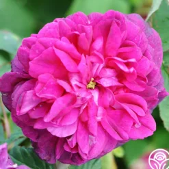 Heirloom Roses Indigo Discount